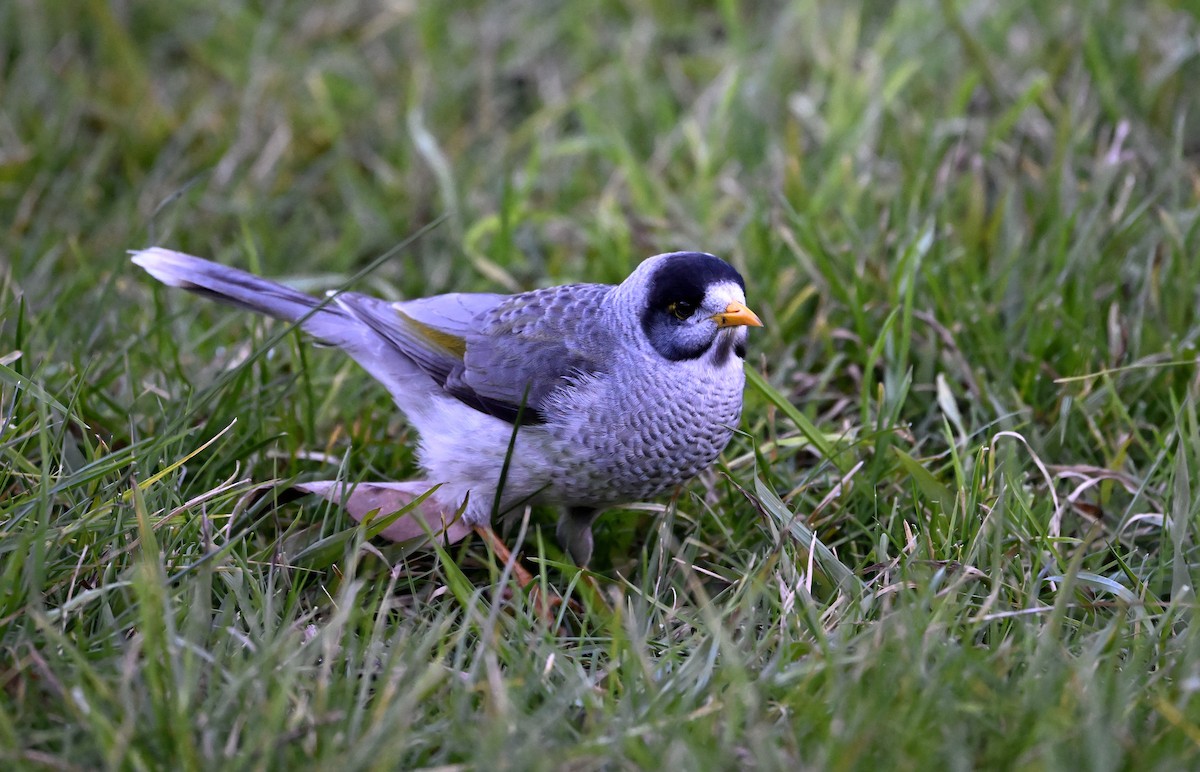 Noisy Miner - ML620596915