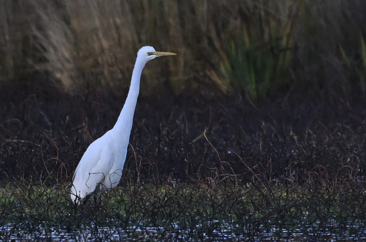 Great Egret - ML620596922