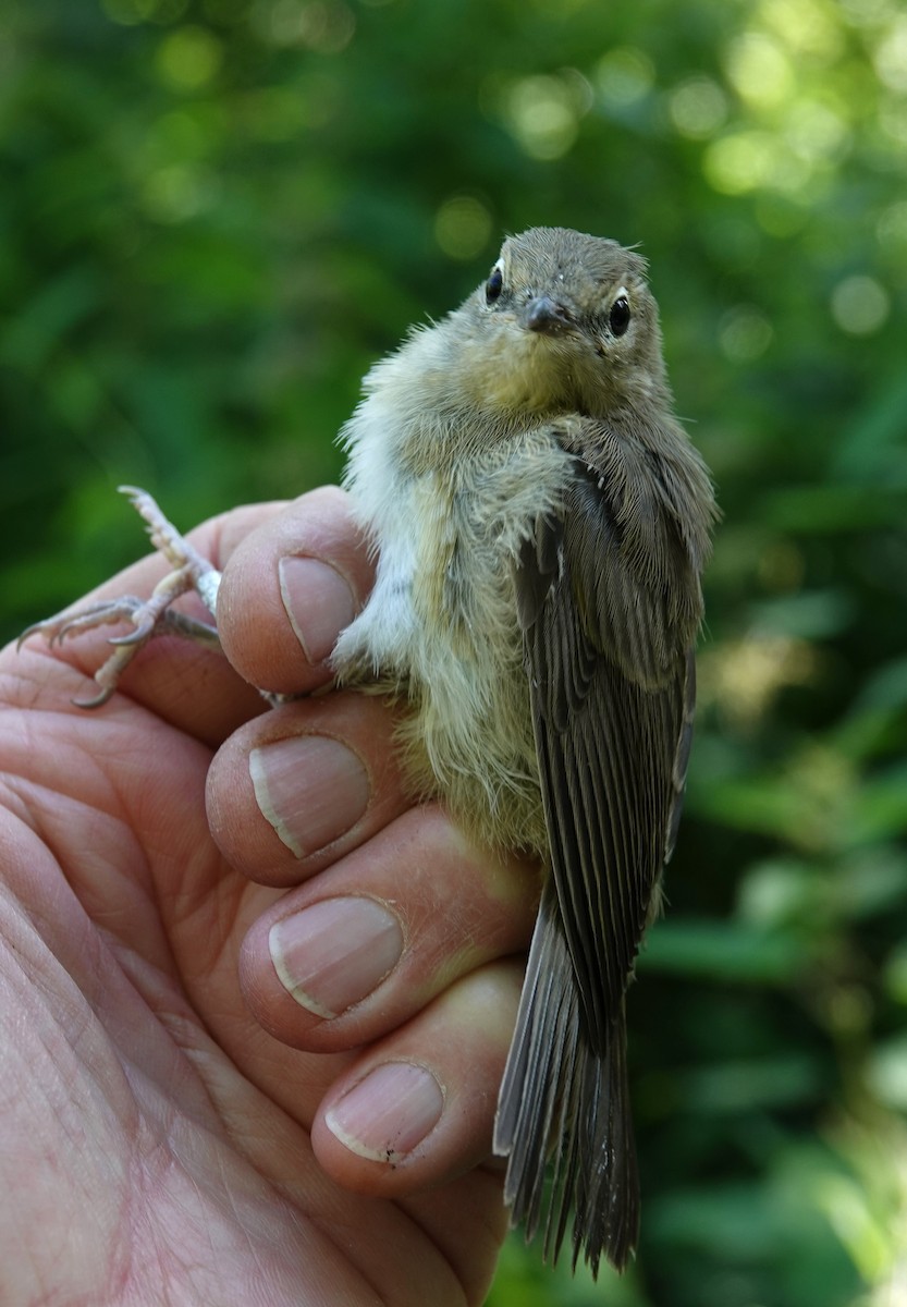 Garden Warbler - ML620596930