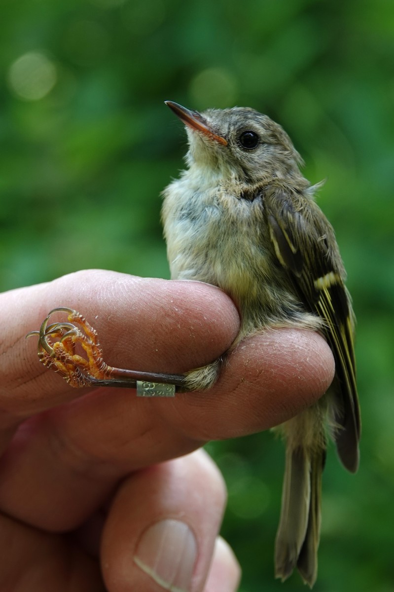 Goldcrest - ML620596933