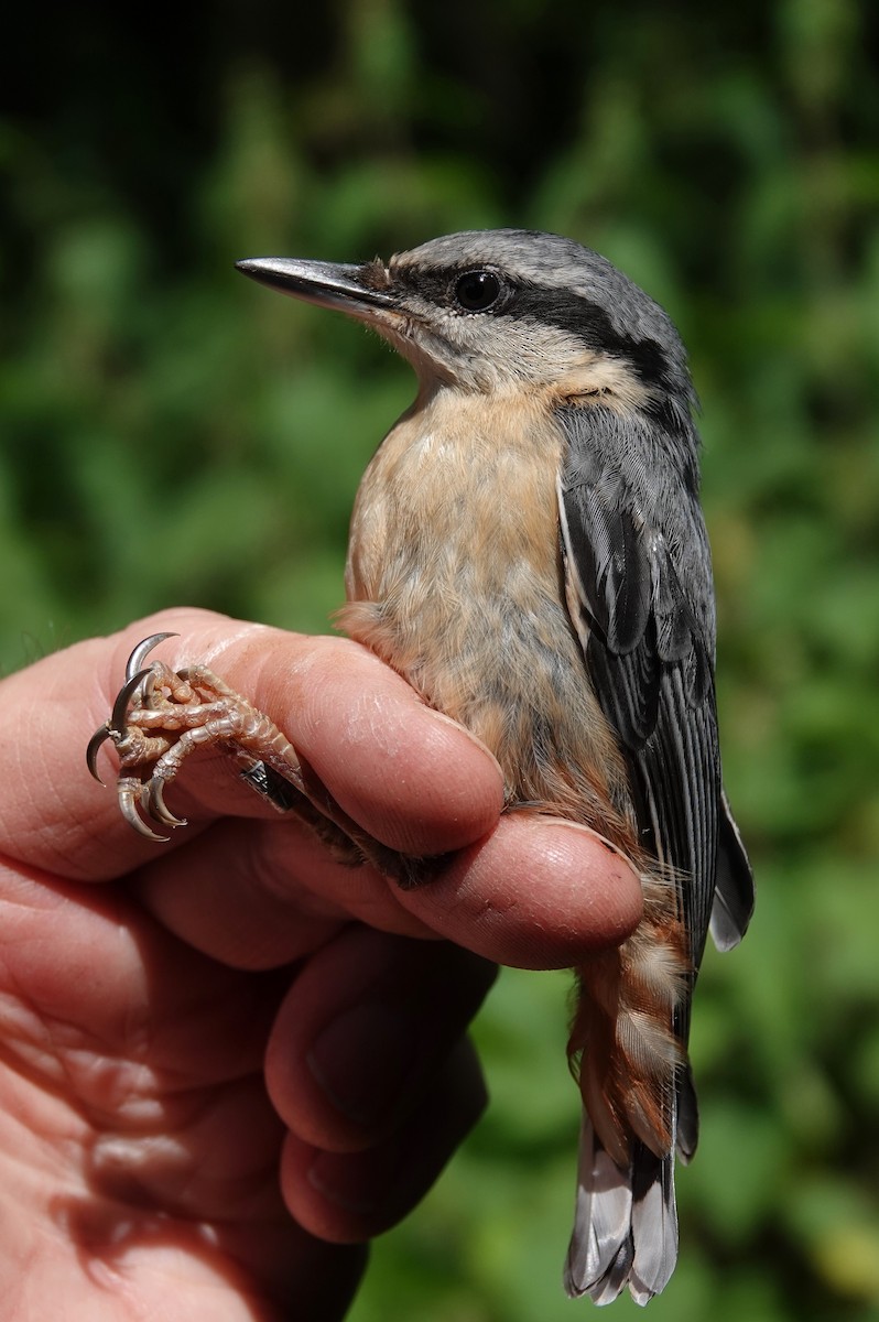 Eurasian Nuthatch - ML620596941