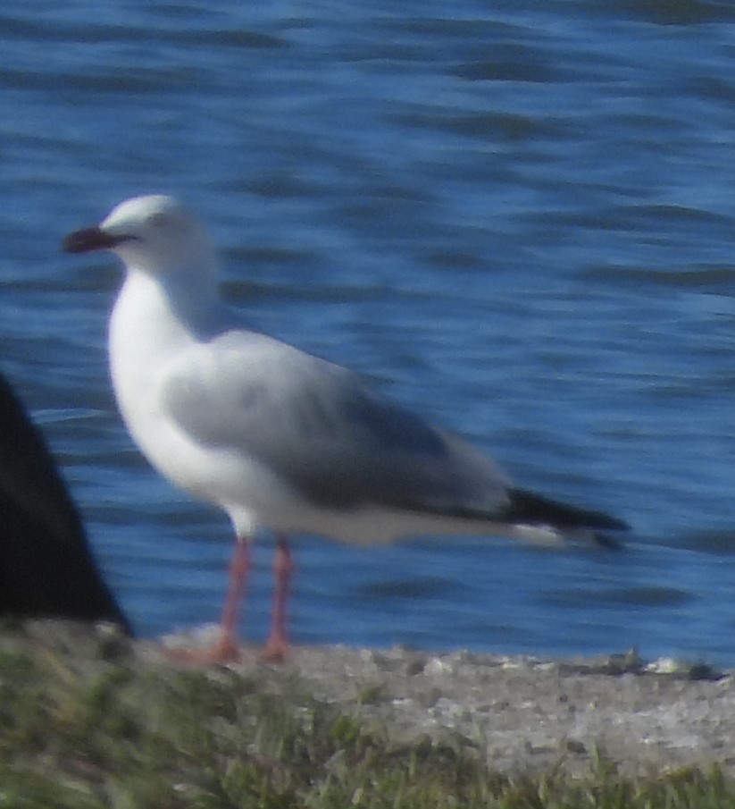 Gaviota Plateada - ML620596942