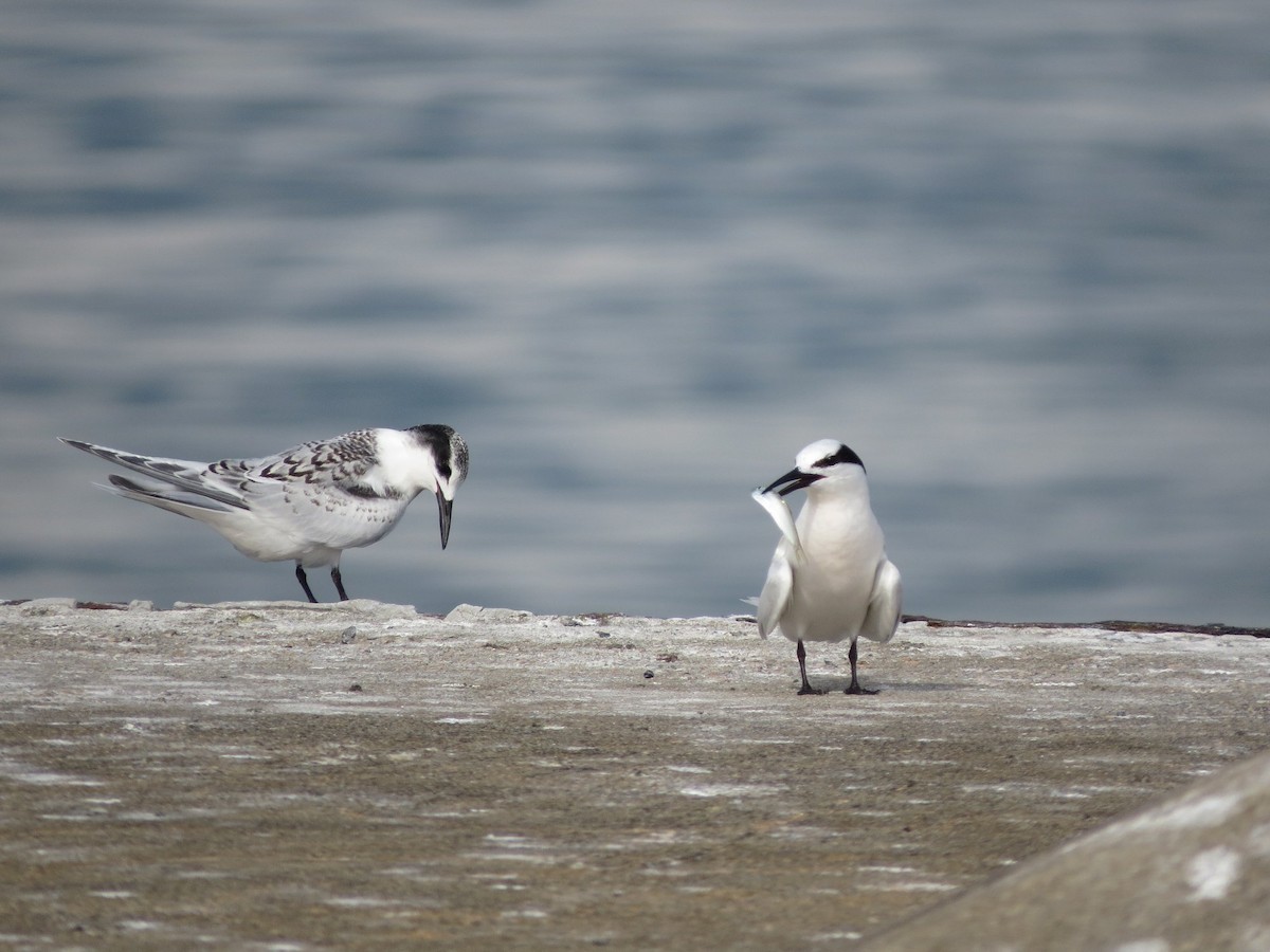 Black-naped Tern - ML620596950