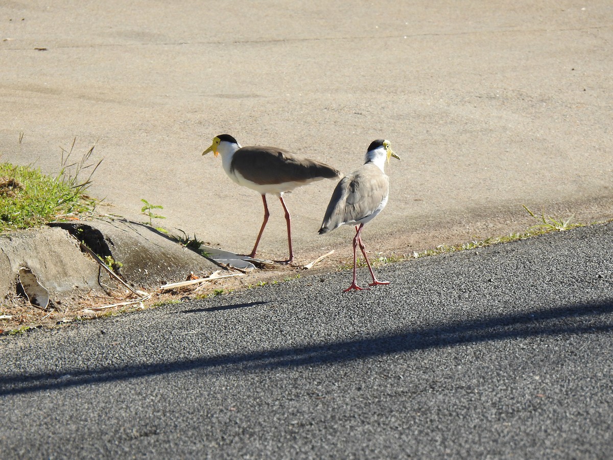 Masked Lapwing - ML620596951