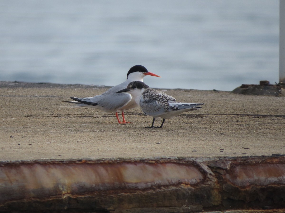 Roseate Tern - ML620596953