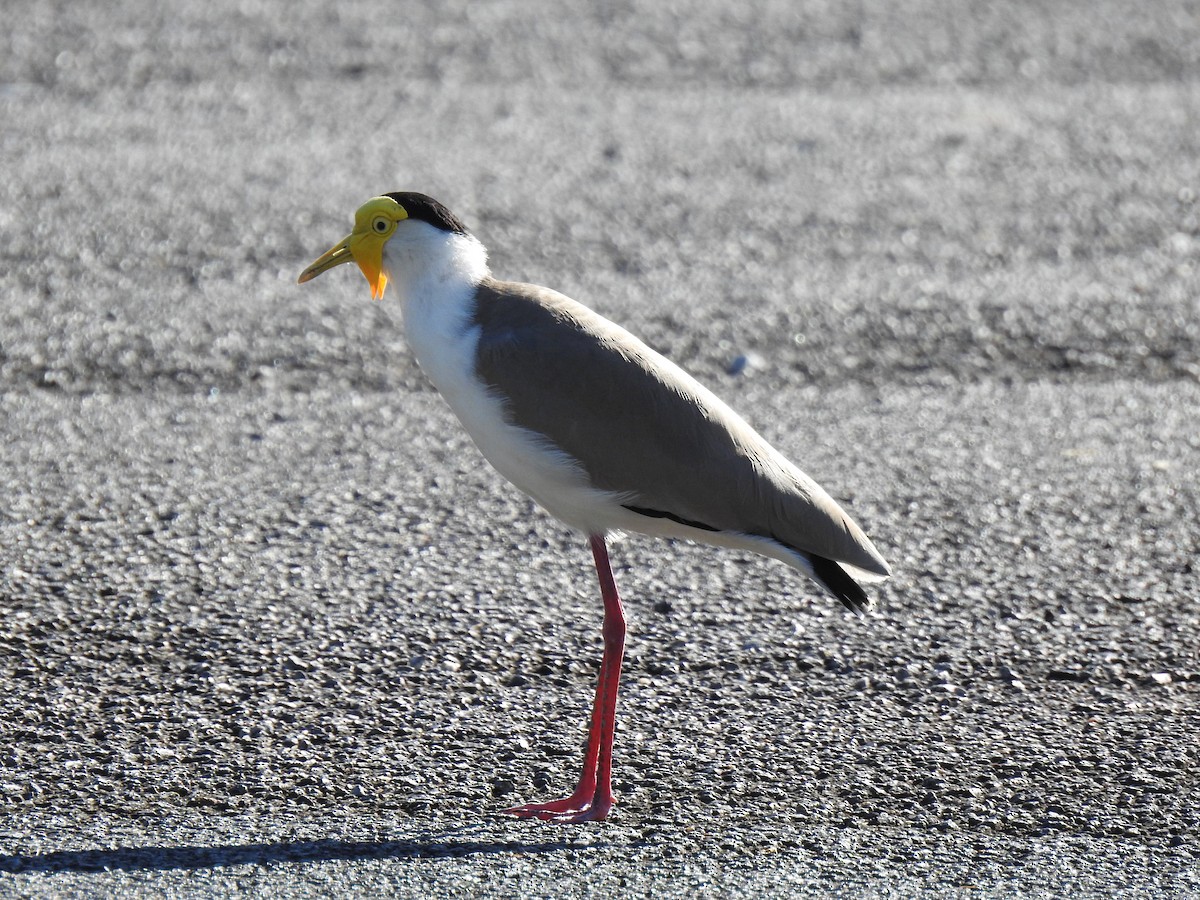 Masked Lapwing - Monica Mesch