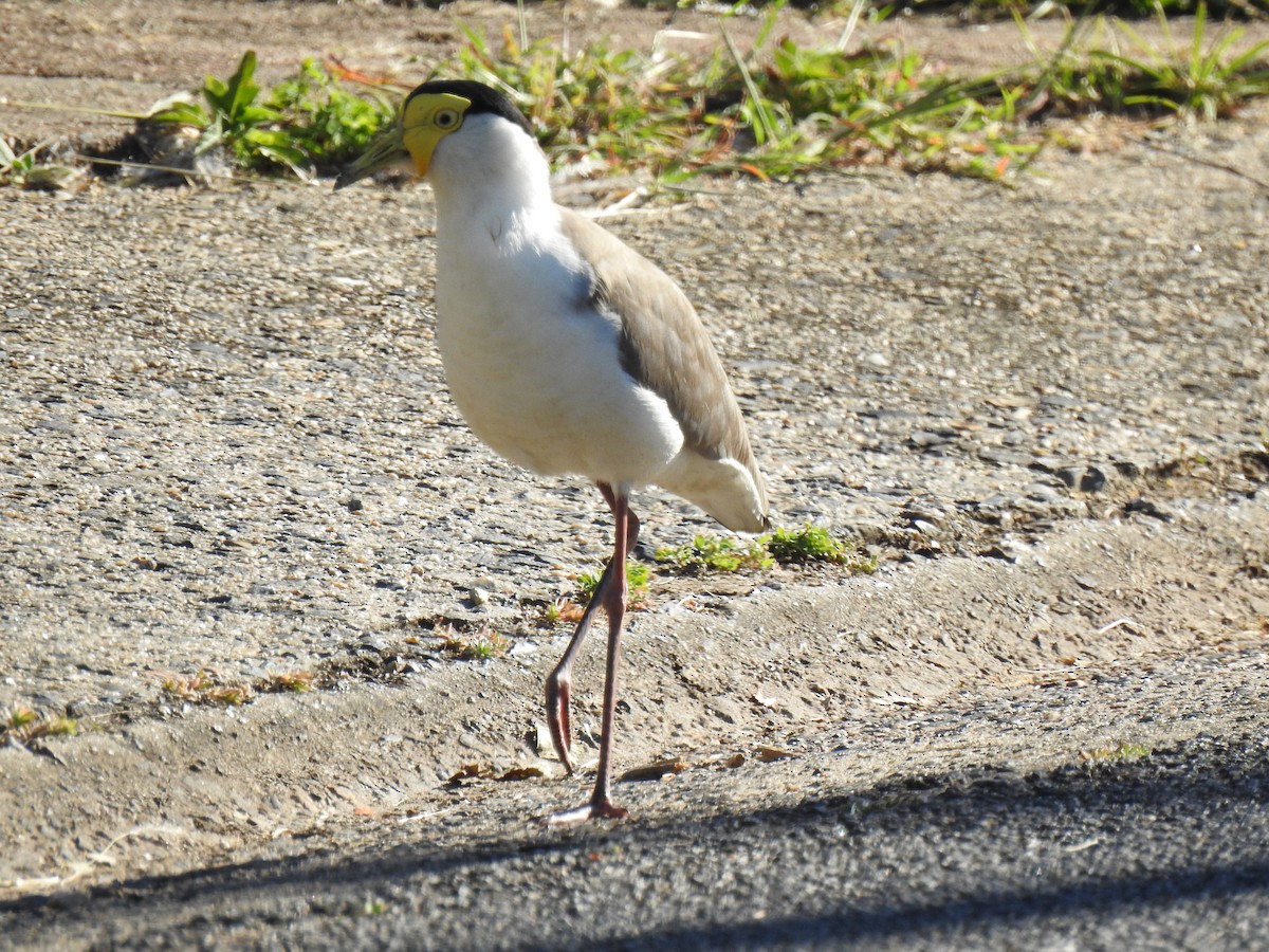 Masked Lapwing - ML620596958