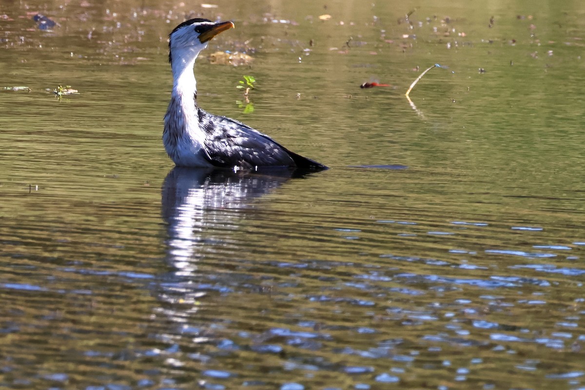 Little Pied Cormorant - ML620596961