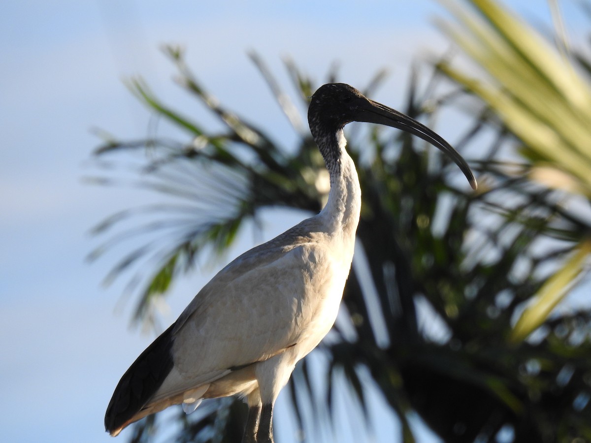 Australian Ibis - ML620596962