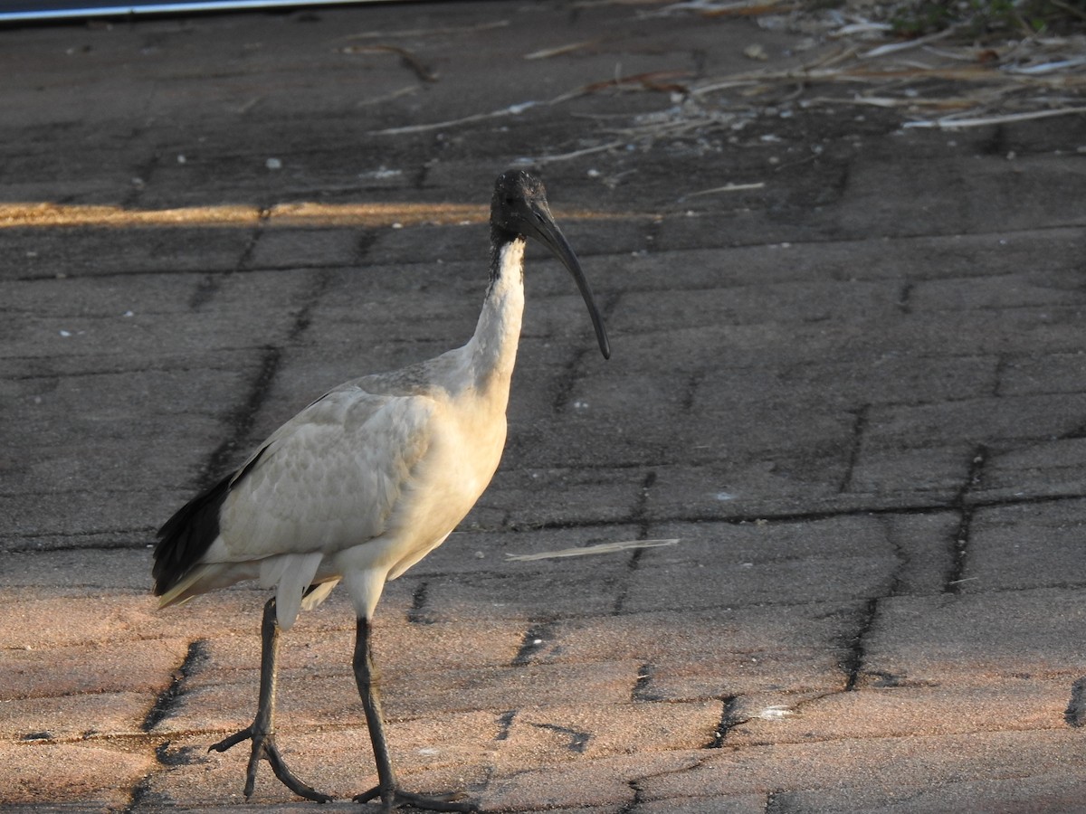 Australian Ibis - ML620596965