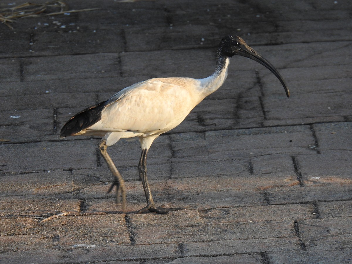 Australian Ibis - ML620596966