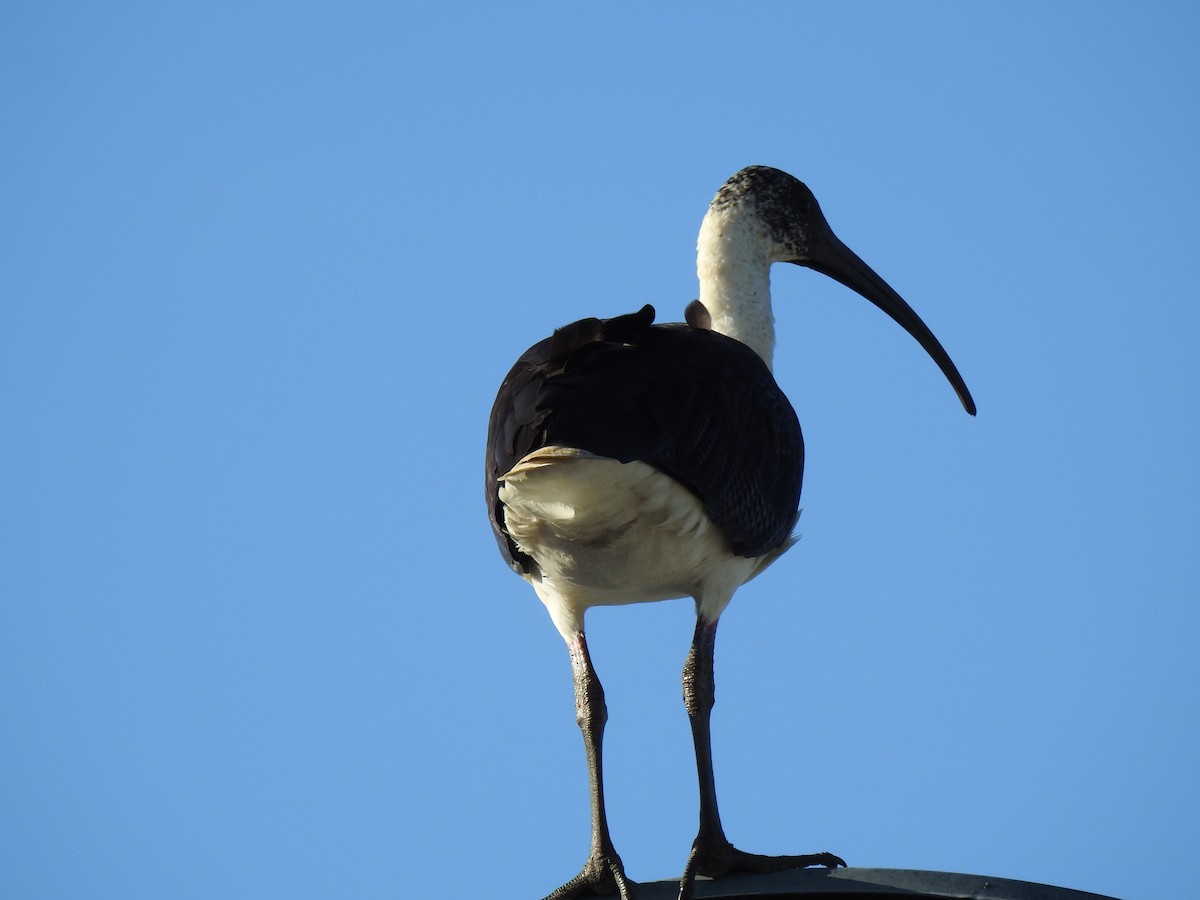 Straw-necked Ibis - ML620596968