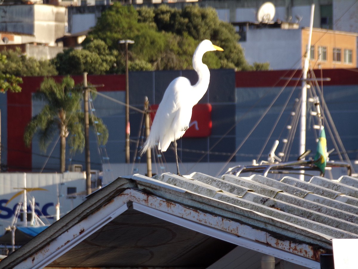 Great Egret - ML620596970