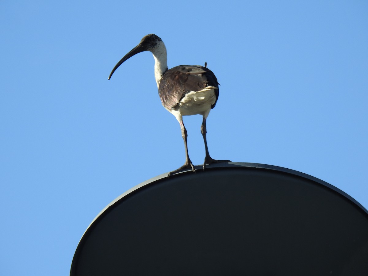 ibis slámokrký - ML620596971