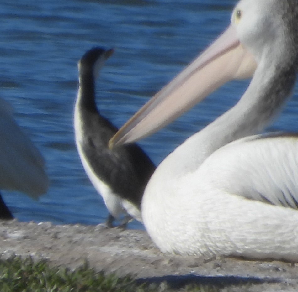 Little Pied Cormorant - ML620596972