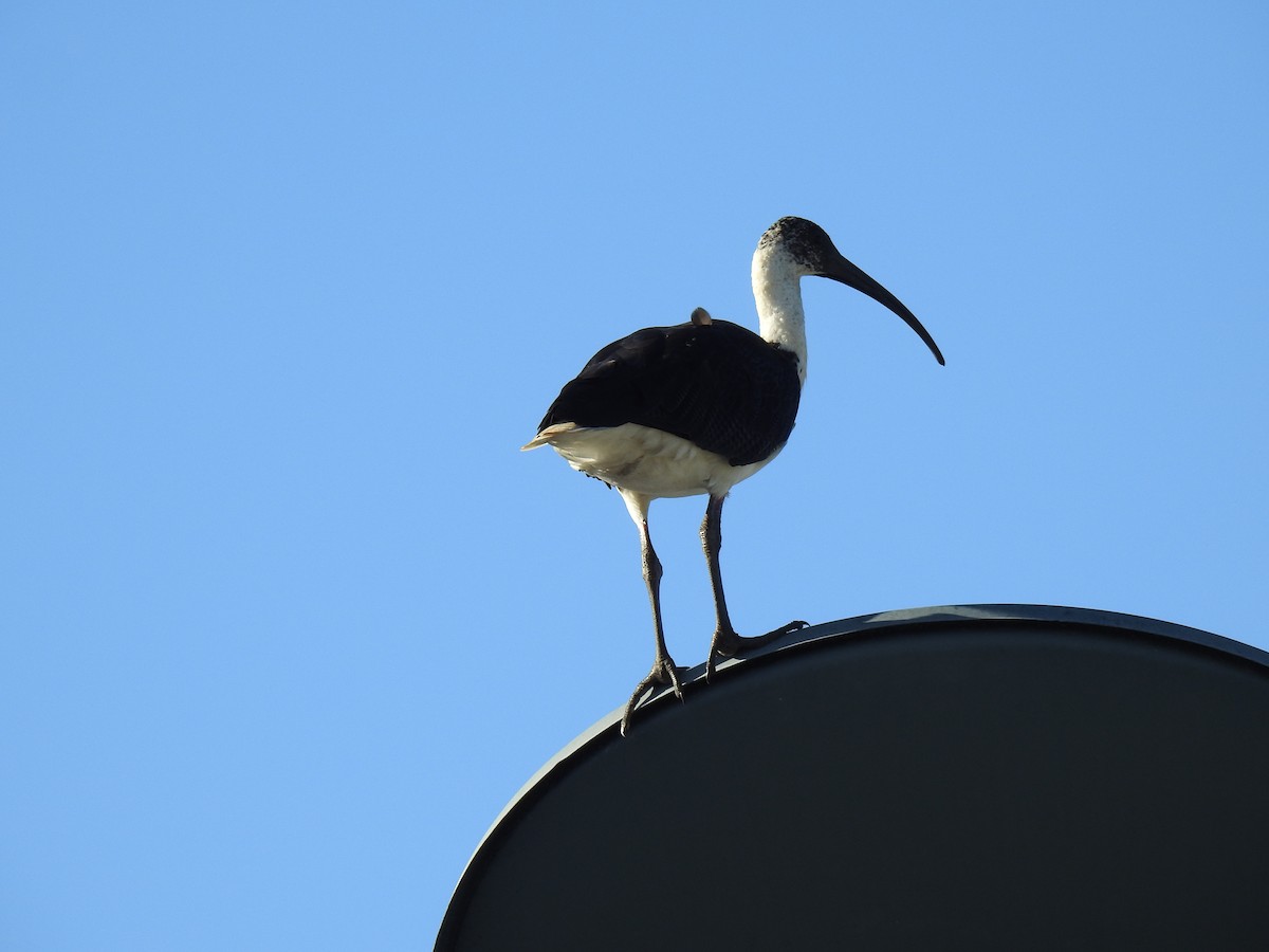 ibis slámokrký - ML620596973