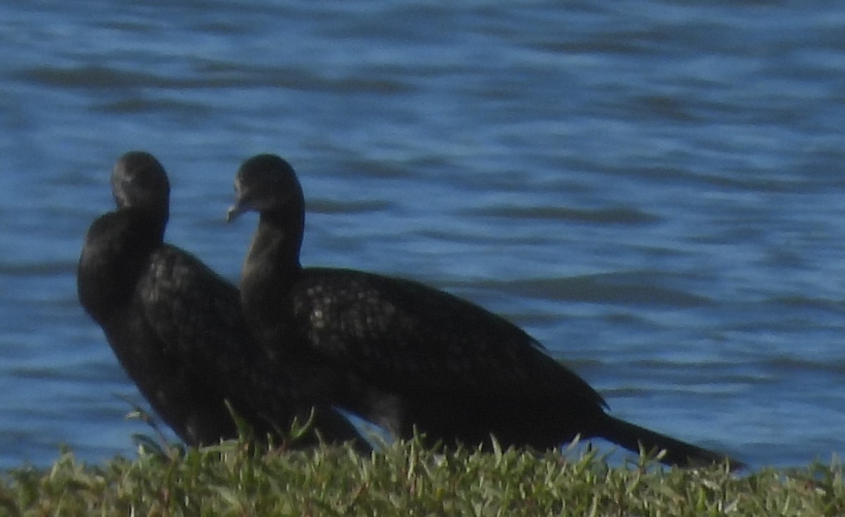 Cormorán Totinegro - ML620596975