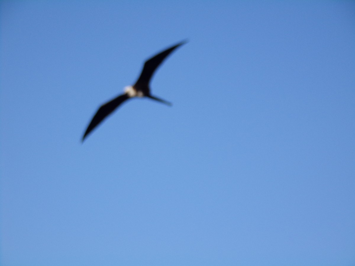 Magnificent Frigatebird - ML620596979