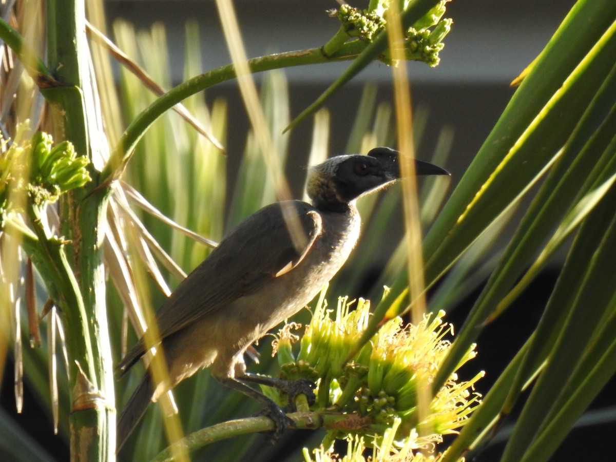 Helmeted Friarbird - ML620596980