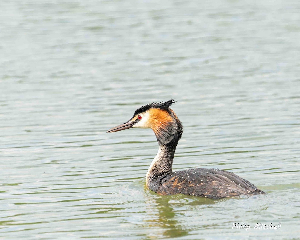 Great Crested Grebe - ML620596981