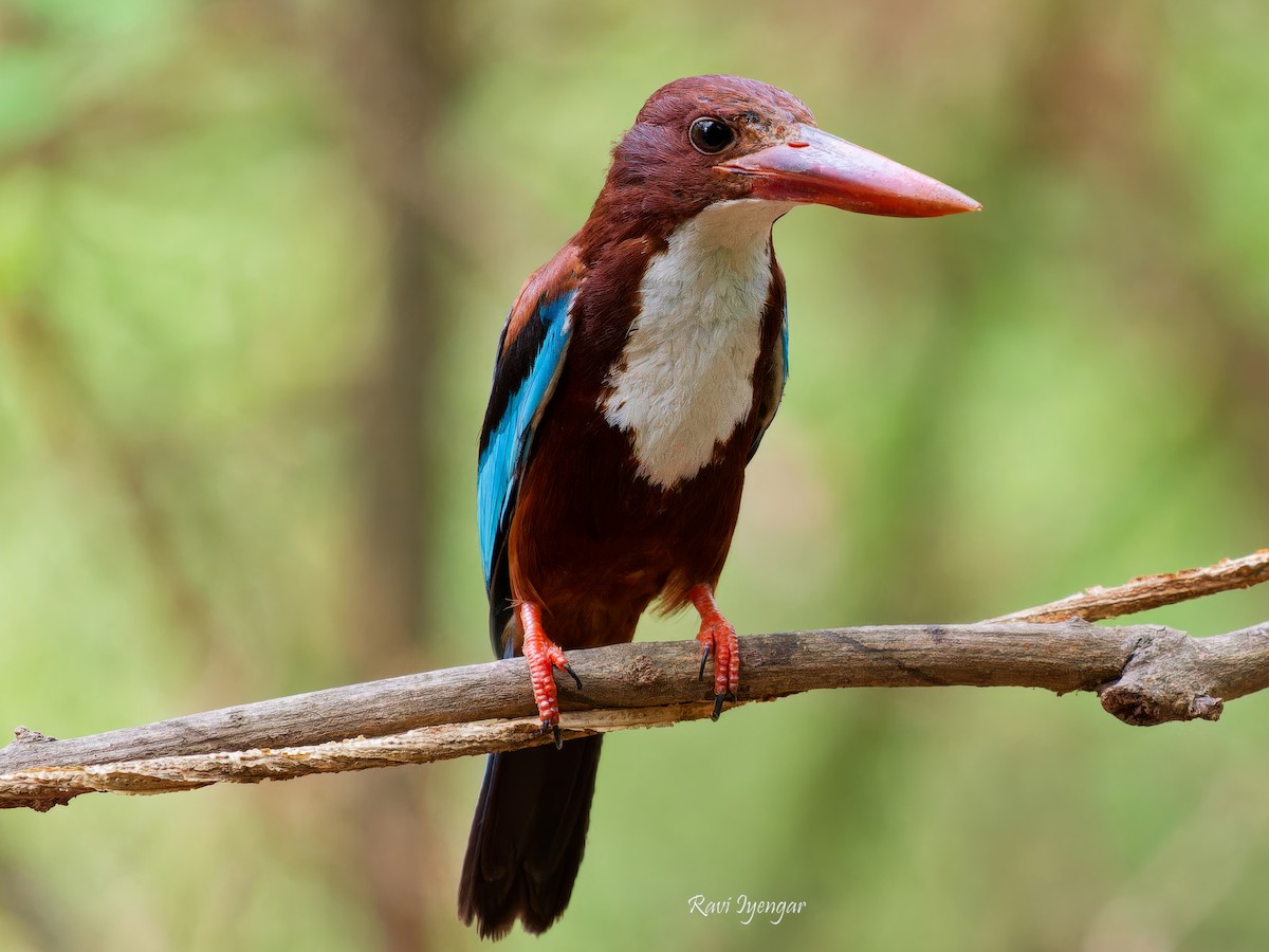 White-throated Kingfisher - ML620596984