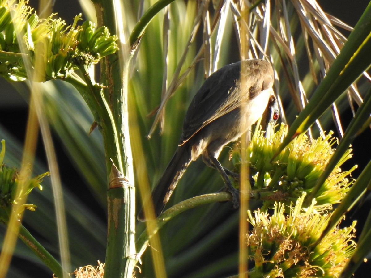 Helmeted Friarbird - ML620596985