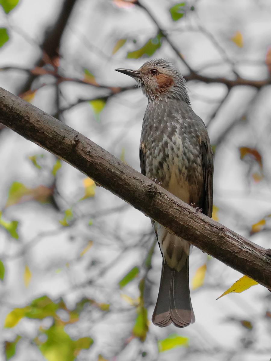 Brown-eared Bulbul - ML620596986