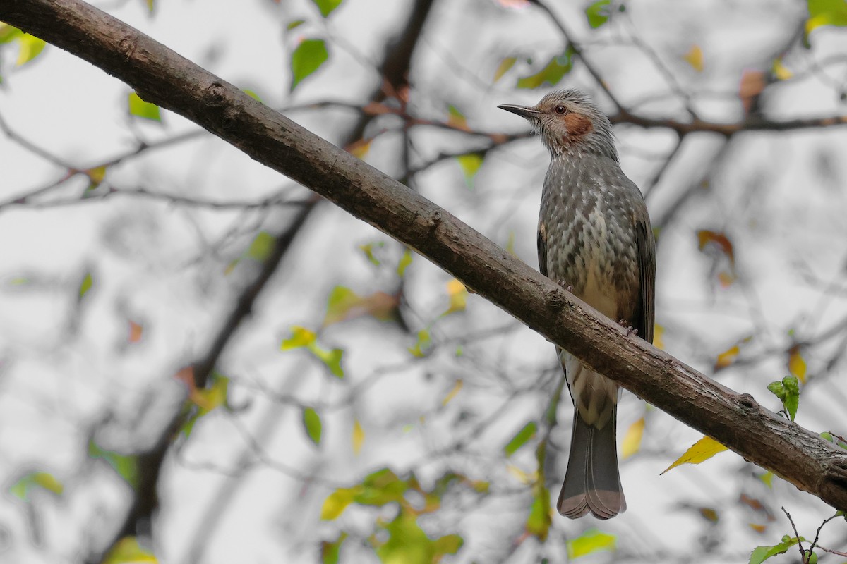 Brown-eared Bulbul - ML620596987