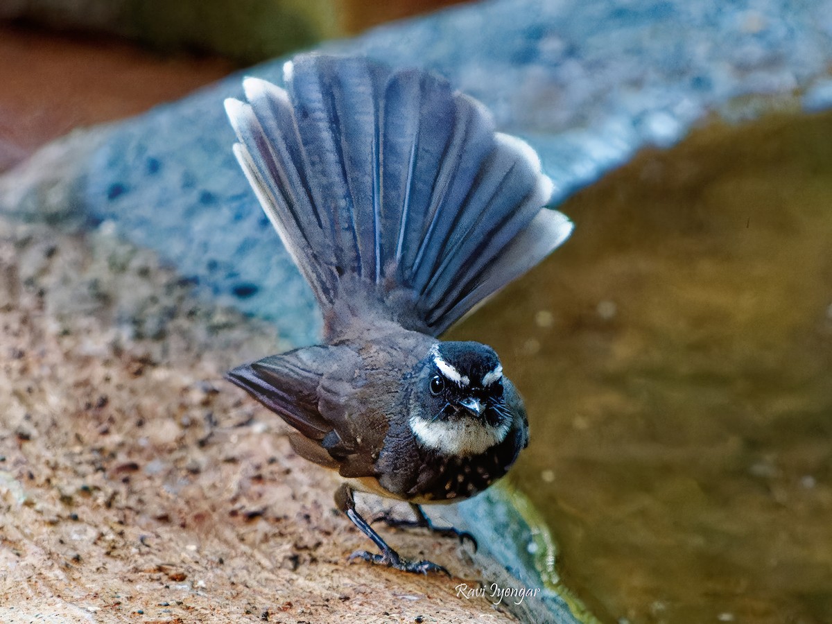 Spot-breasted Fantail - ML620596988