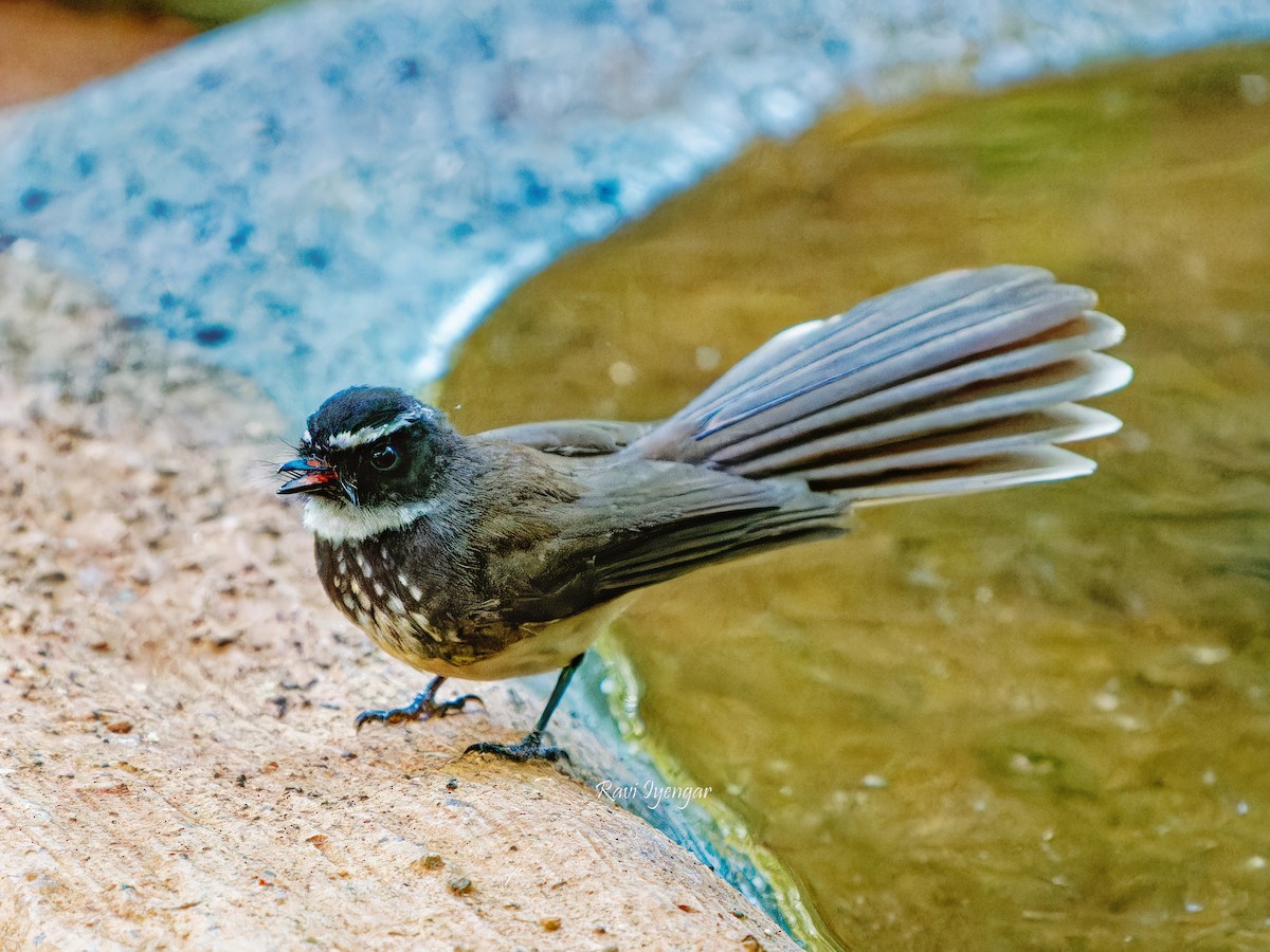 Spot-breasted Fantail - ML620596989