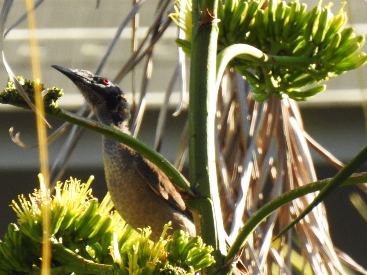 Helmeted Friarbird - Monica Mesch