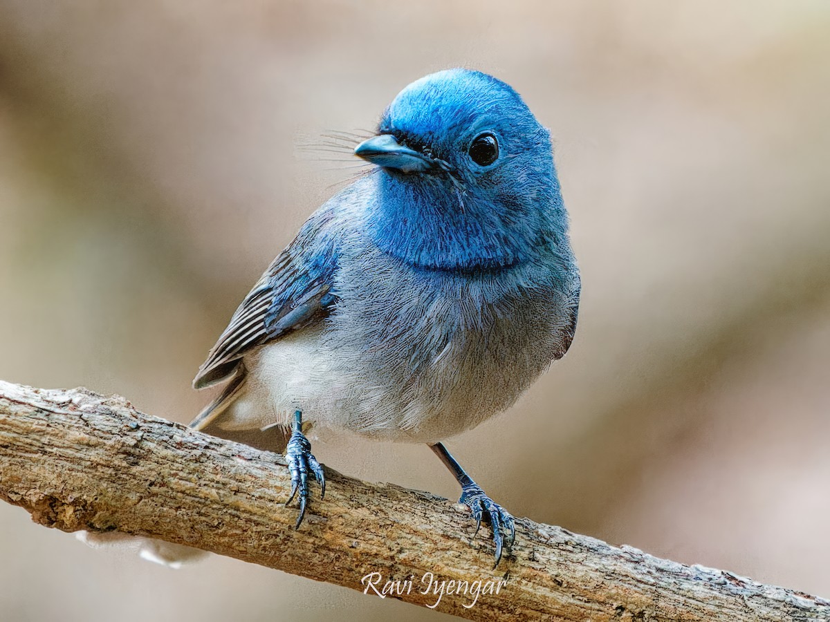 Black-naped Monarch - Ravi Iyengar