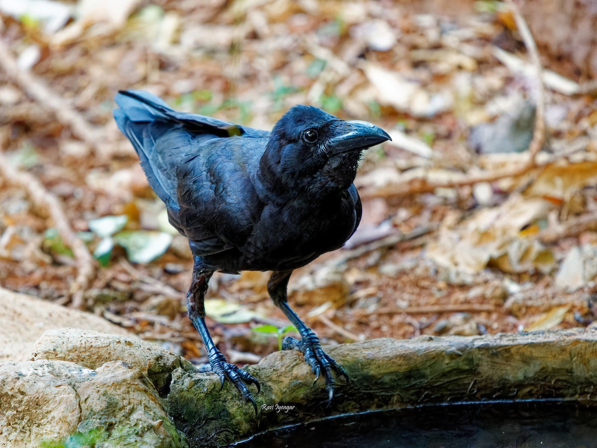 Large-billed Crow (Indian Jungle) - ML620596997