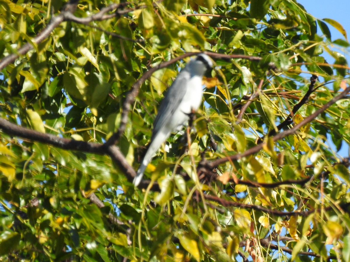 White-bellied Cuckooshrike - ML620597000