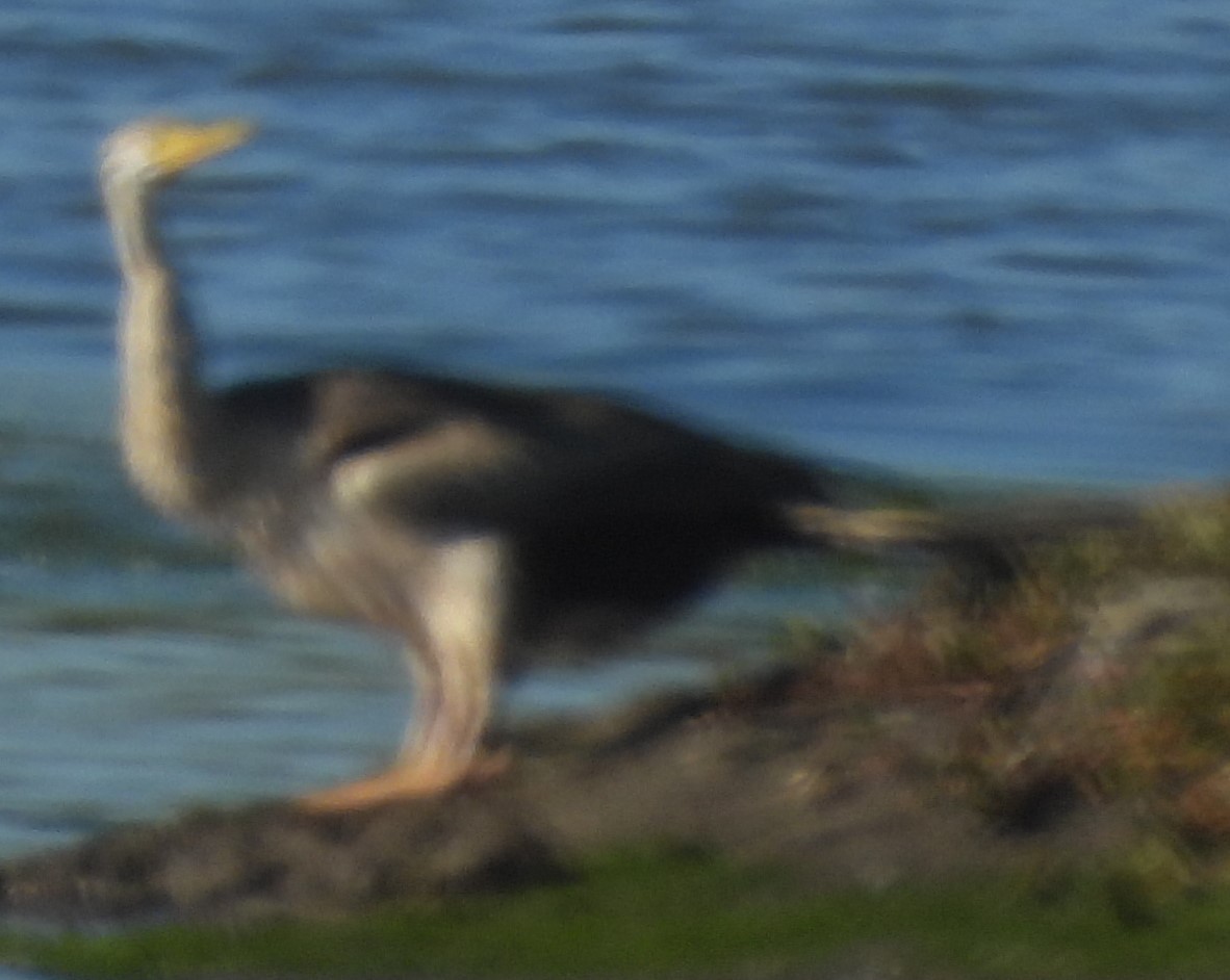 Anhinga Australiana - ML620597001