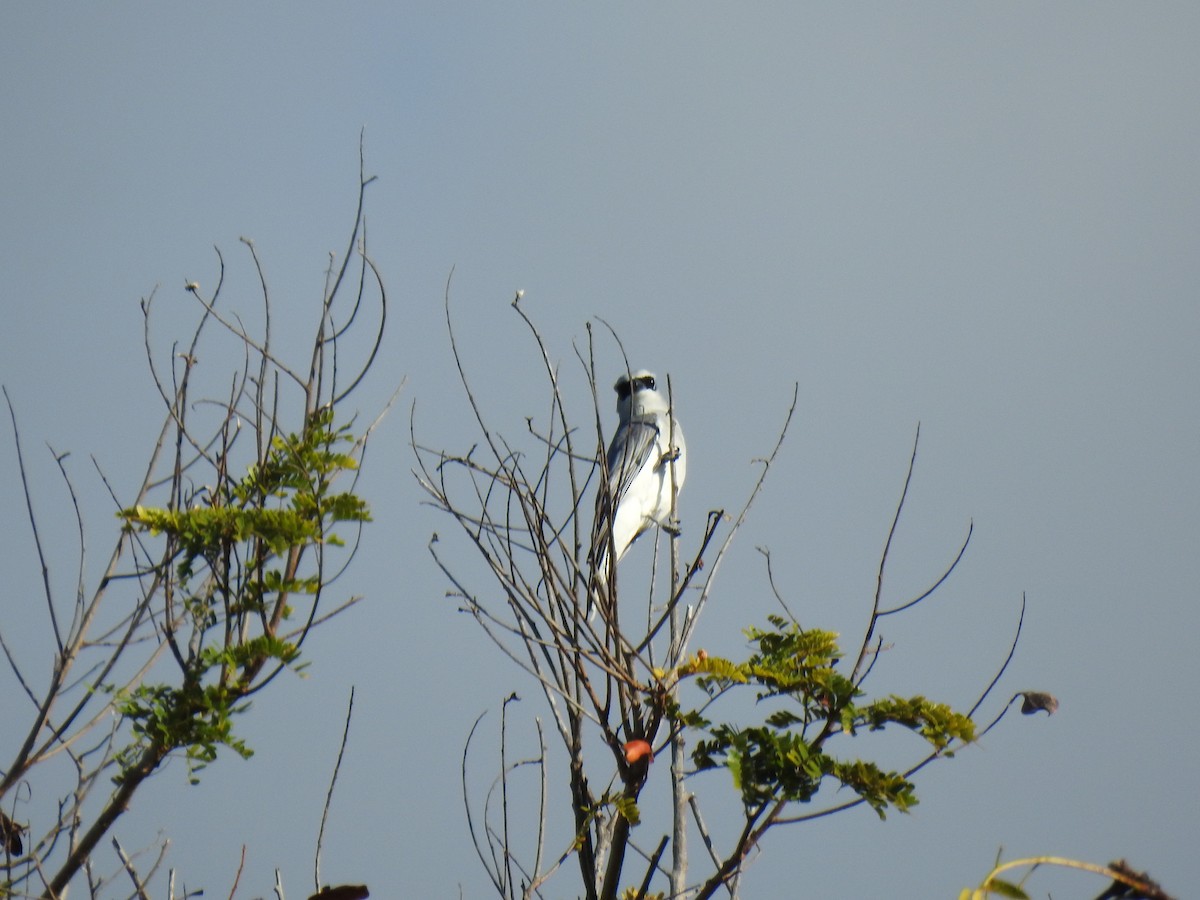 White-bellied Cuckooshrike - ML620597003