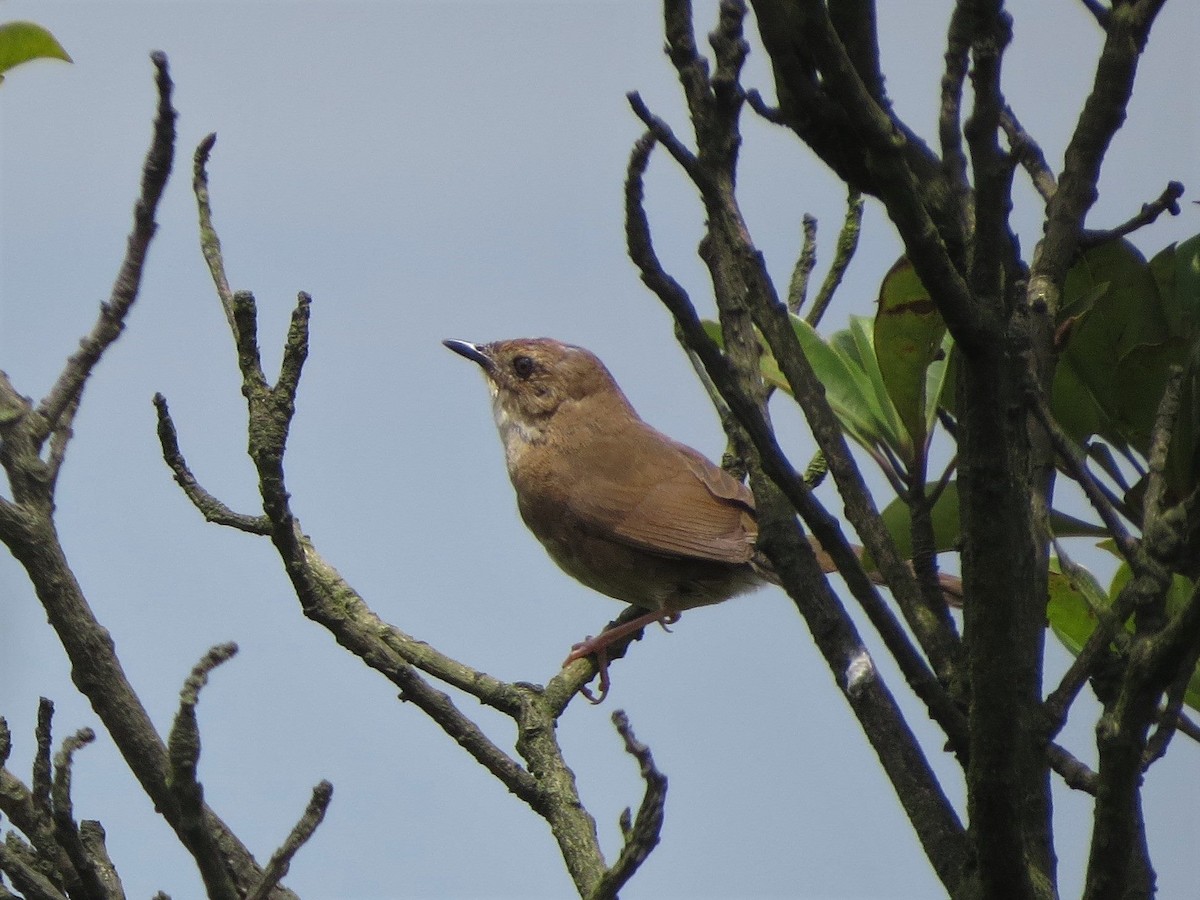 Russet Bush Warbler - ML620597005