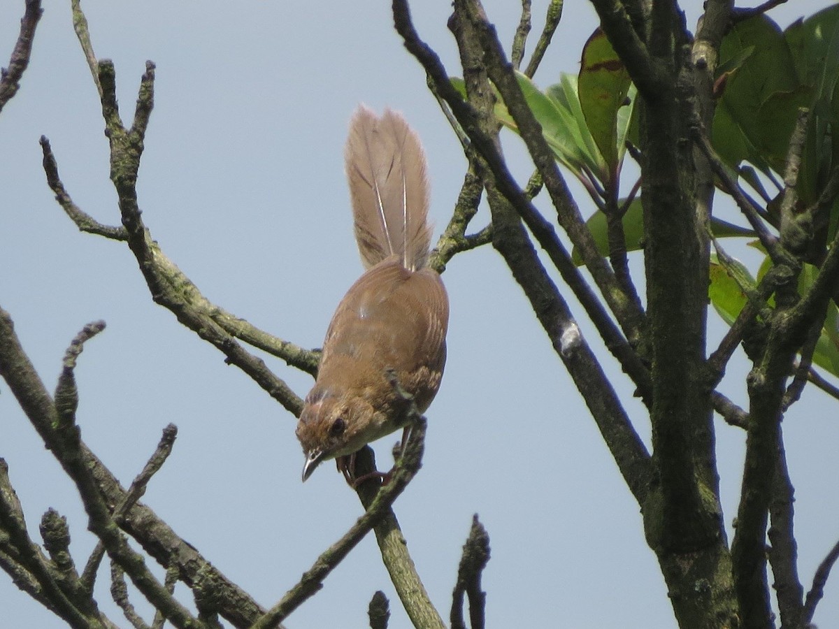 Russet Bush Warbler - ML620597006