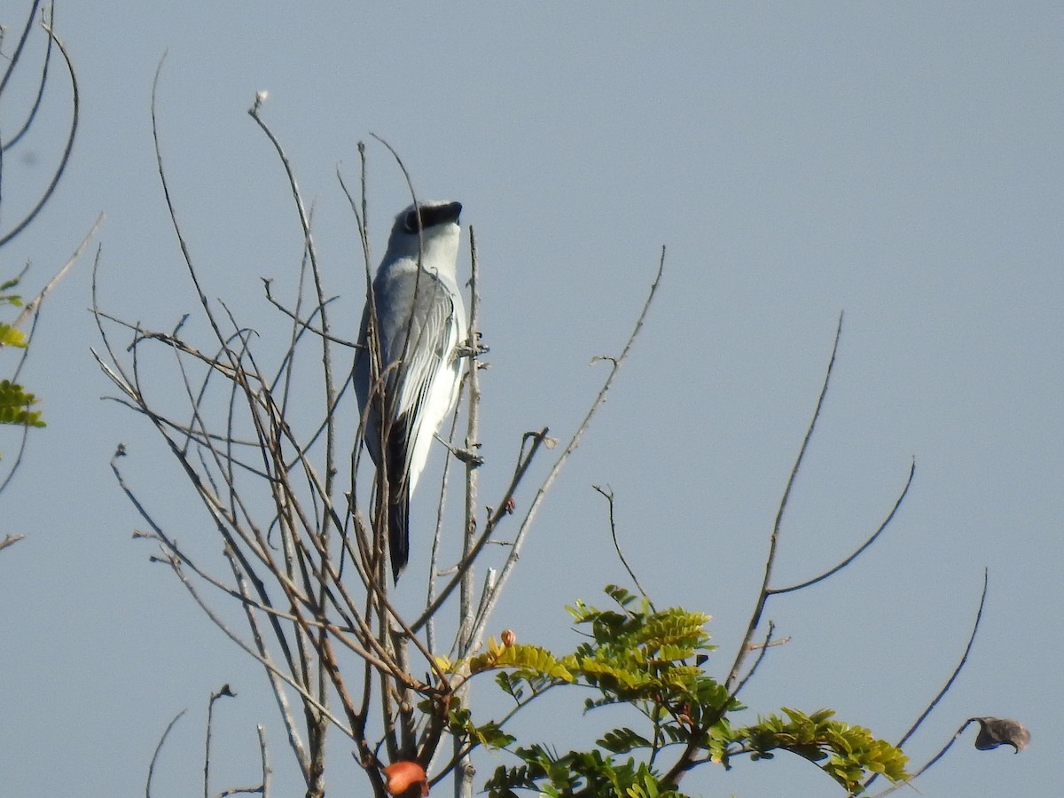 White-bellied Cuckooshrike - ML620597007