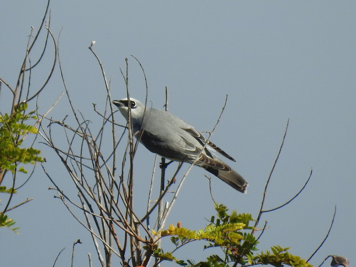 White-bellied Cuckooshrike - ML620597008