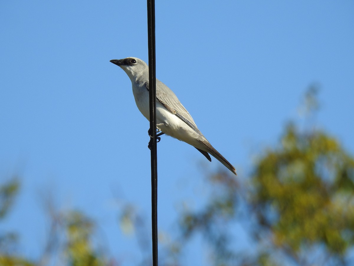 White-bellied Cuckooshrike - ML620597009