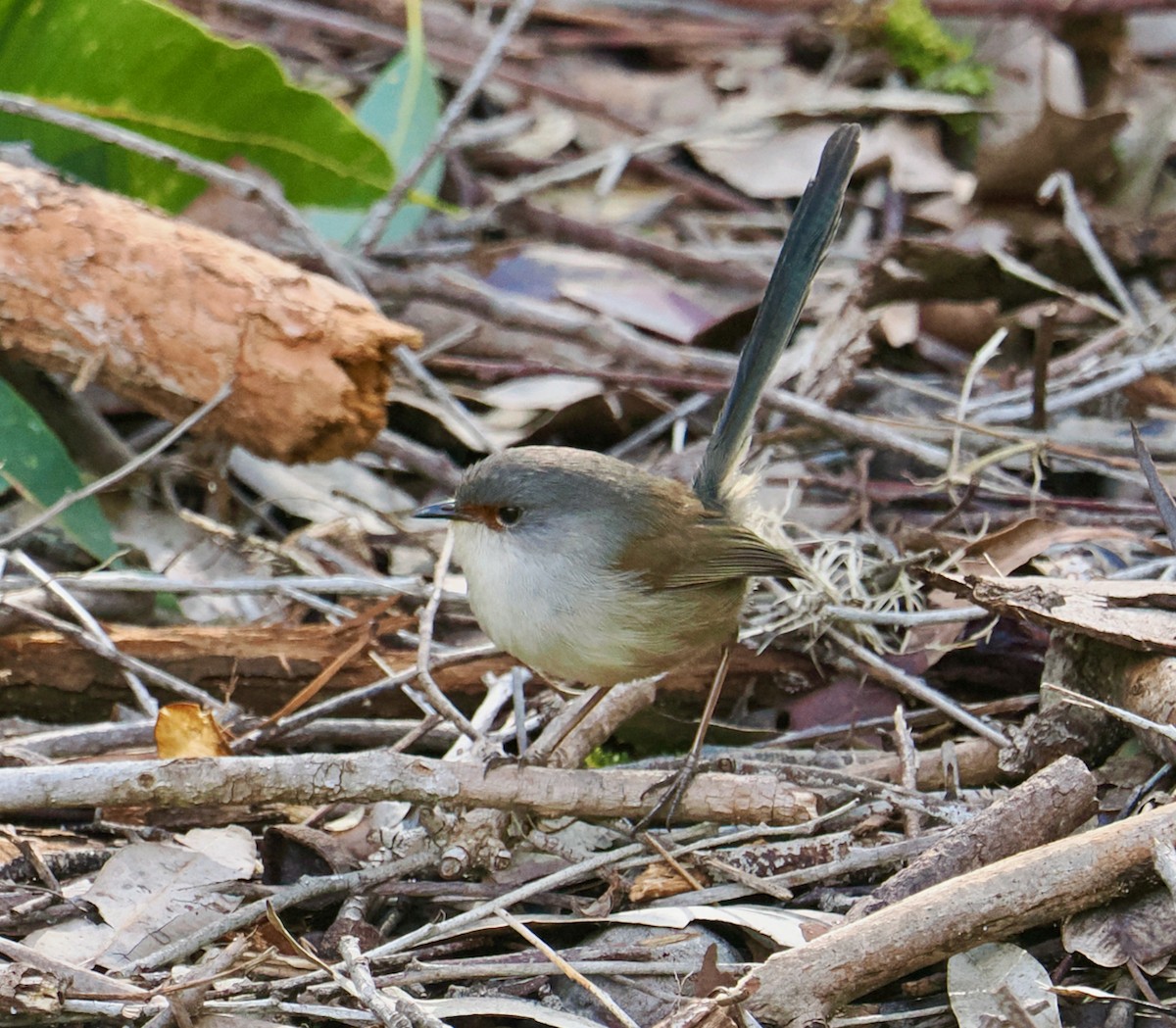 Red-winged Fairywren - ML620597012