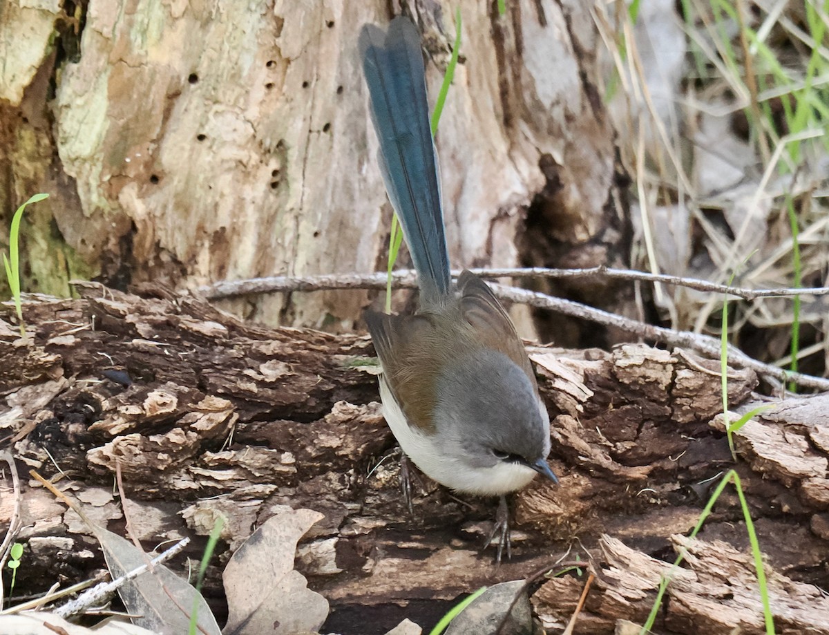 Red-winged Fairywren - ML620597014