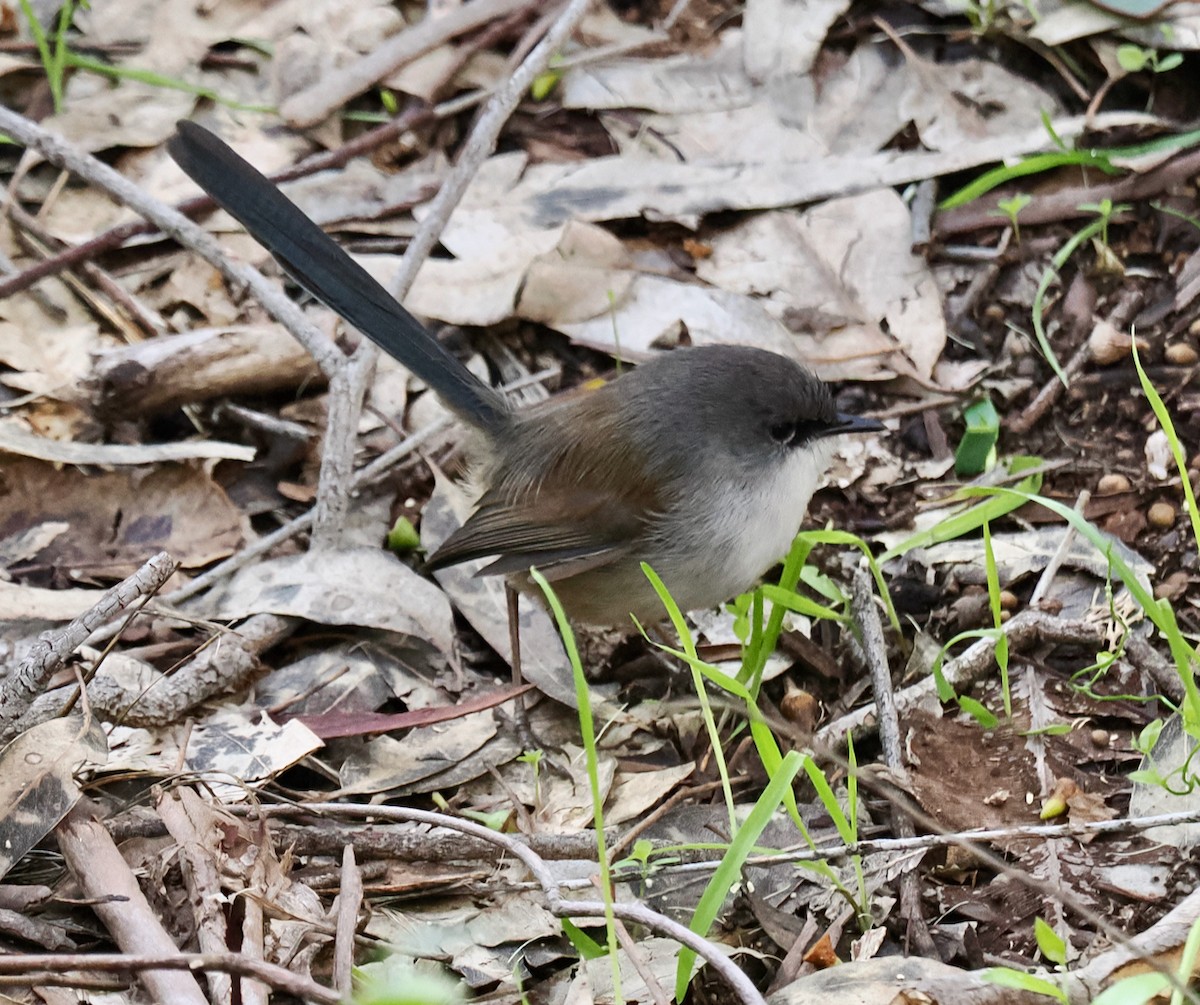 Red-winged Fairywren - ML620597015