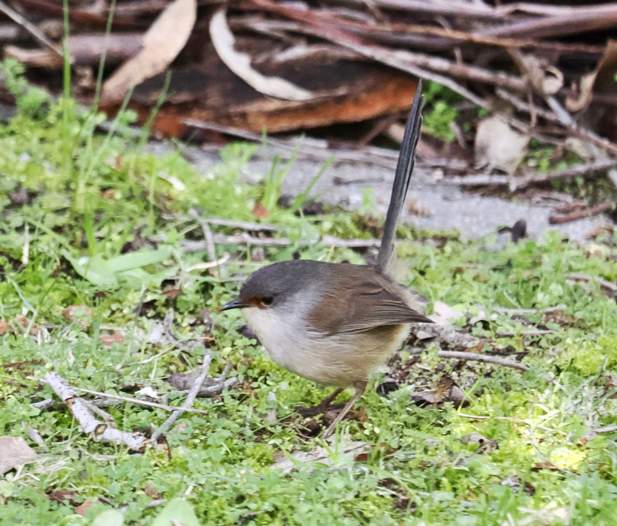 Red-winged Fairywren - Ken Glasson