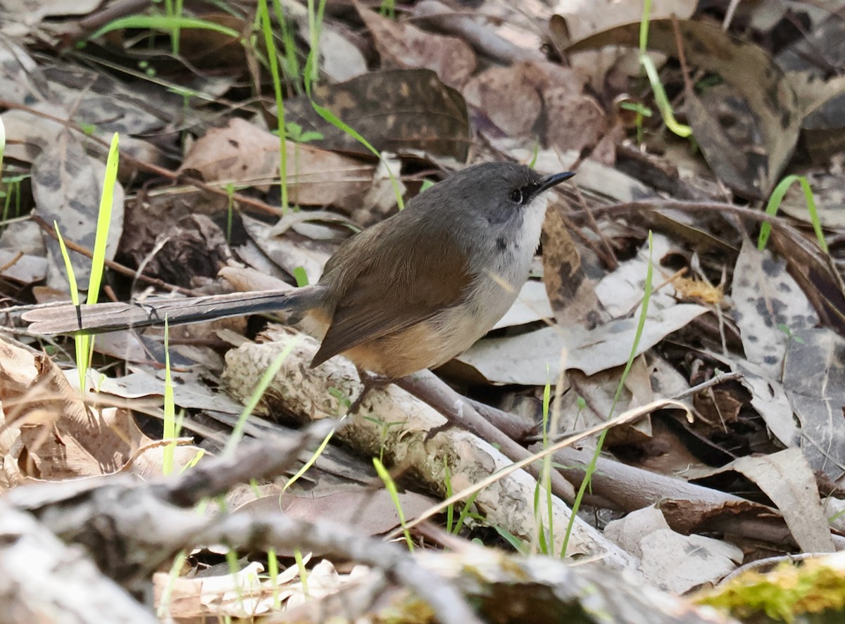 Red-winged Fairywren - ML620597018