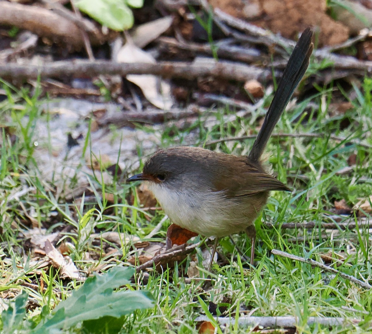 Red-winged Fairywren - ML620597019