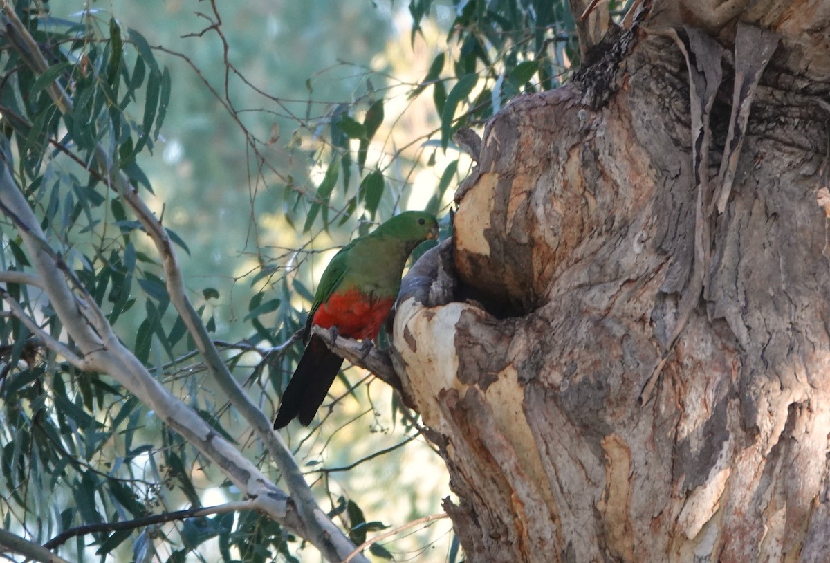 Australian King-Parrot - ML620597021