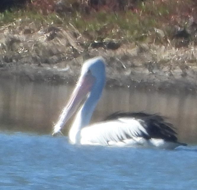 Australian Pelican - Suzanne Foley