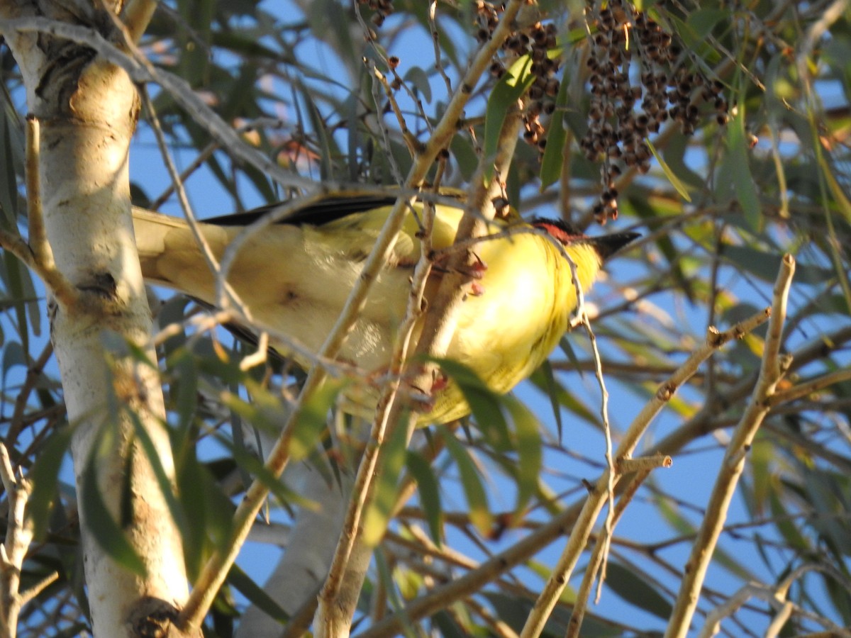 Australasian Figbird - ML620597025